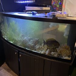 Tank With Big Tang Fish
