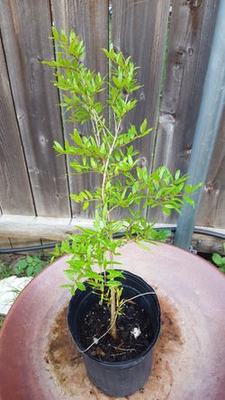 Texas Red pomegranate
