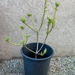 Lemon Bean Bush Tree 32”