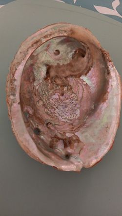 Large Abalone bowl