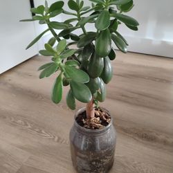 Jade Plant (Yes, It's Available)