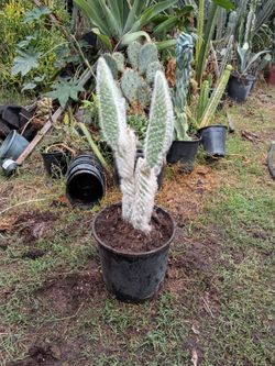 Oh man beavertail cactus plant