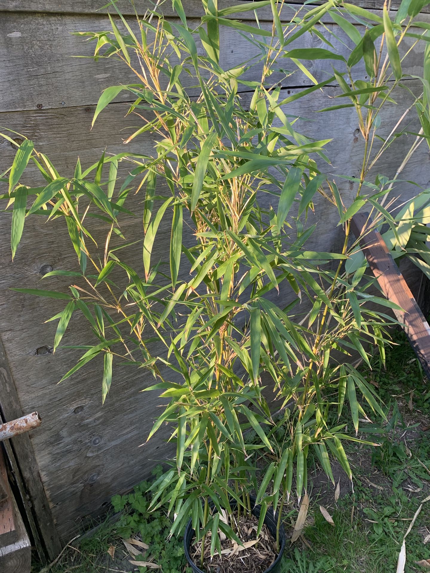 Ten canes/culms bamboo plant