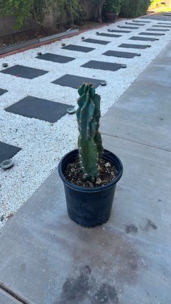 A monstrous cactus (or monstrose cactus) is a fascinating plant that features irregular, lumpy, and zigzag growth patterns caused by a n