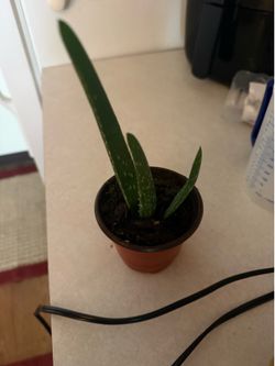 Aloe Vera Baby