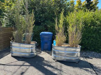 Free Bamboo - You pull, container not included