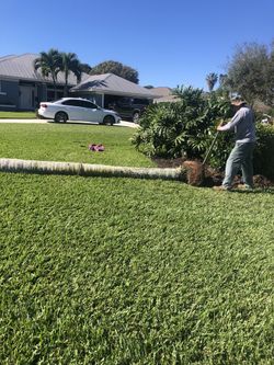 Remove Palm Trees