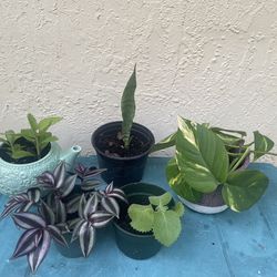 Lot of 5 plants in pots indoor or outdoor Snake plant, Cuban oregano, Giant Pothos, Wandering Jew, and Kalanchoe