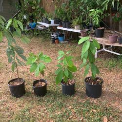 Avocado Plants  For Sale 10 Each
