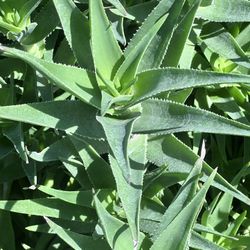 Succulent Cuttings Climbing Aloe,Aloiampelos Ciliaris,Rooted Climbing Aloe Cuttings Unrooted Succulent 