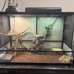 Bearded Dragon Home plus Freebies Included 