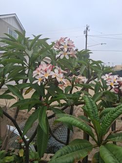 Árbol de plumeria