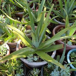 Aloe Vera Large