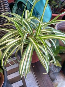 Planta de listón