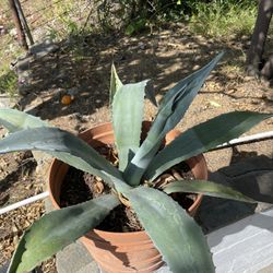 Century plant 