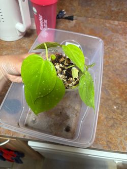Philodendron lemon lime 3.5inch starter