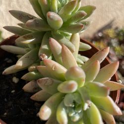 Succulent Plants 4”inch