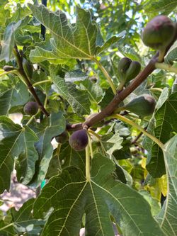 BLACK FIG TREE WITH FRUIT/HIGO NEGRO