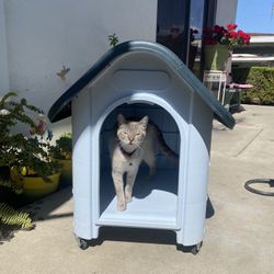 Dog House 