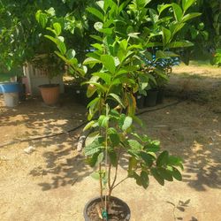 Guava Plants.