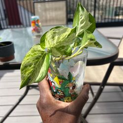 Manjula pothos plant cutting