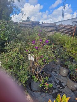 7 gallon Tibouchina