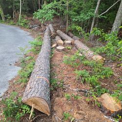 Free Logs
