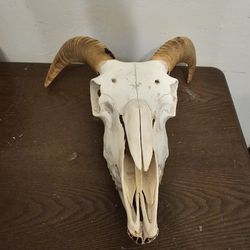 Goat Skull