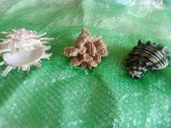 Vintage Natural Sea Specimen Collection – Spondylus & Murex Shells, Lettuce Coral