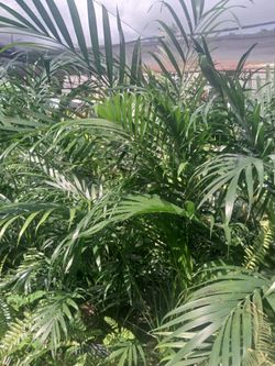 Indoor palms🌴Cat palms 7gl $35🌴