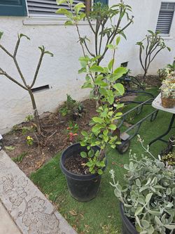 Fuji Apple tree