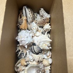 100 Pieces Of Brand New Shells For Decorative Or Craft from key west 