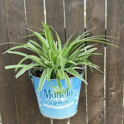 Airplane and Ivy Plants/Buckets $10/Bucket