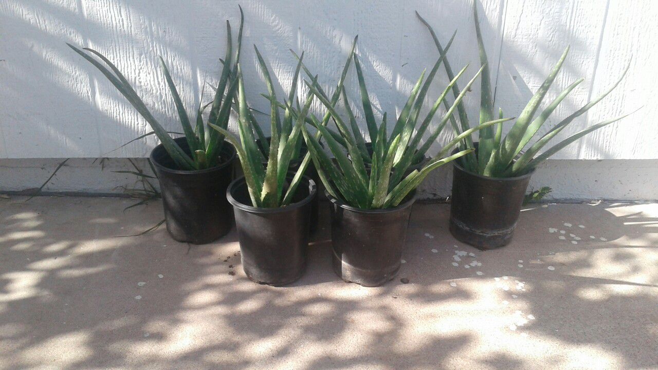 Aloe Sabilas Plantas