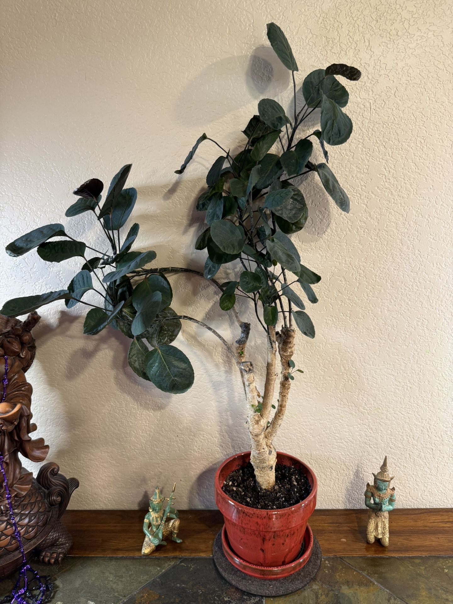 Live Aralia Fabian Plant 3 Ft Tall With Ceramic Pot (Please Read Full Description)