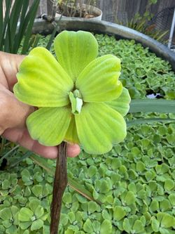 Lettuce water plant 🌱