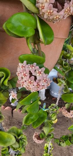 Hoya carmosa pink i have couple