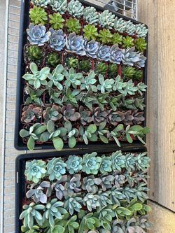 Succulent sale 2 inch pot 1$ each