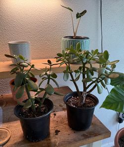 Jade plants