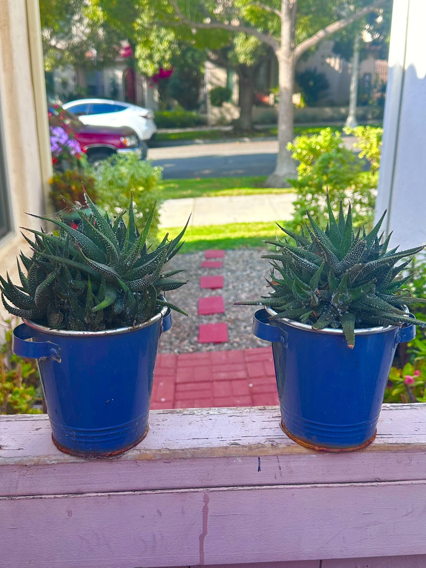 2 Blue Metal Pots With Zebra Succulents Included