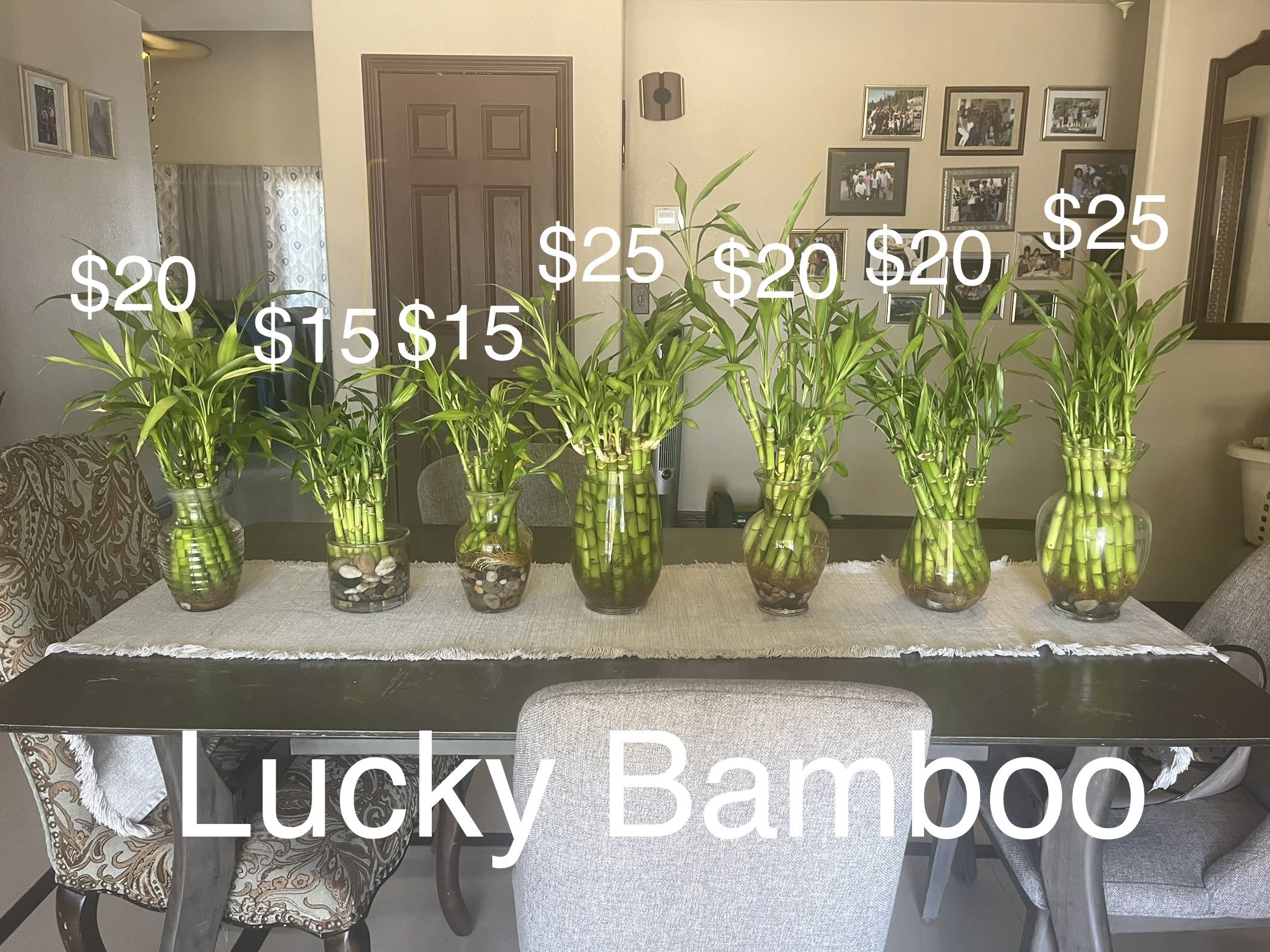 Lucky Bamboo Plants