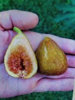 Desert King Fig Tree 75" Height