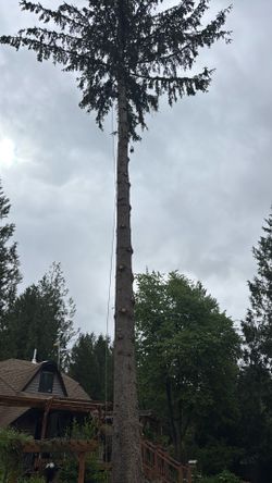 Free firewood