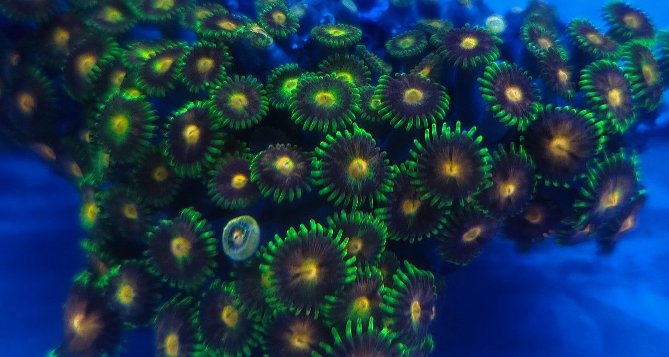 Coral (Reef Aquarium)