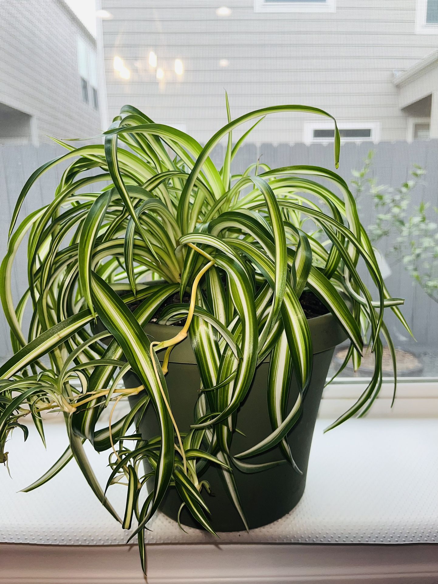 Curly Spider Plant In 8” Green Plastic Pot 