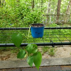 Pothos Plant 
