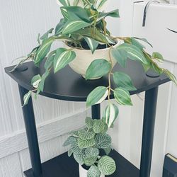 Two Ornamental Plastic  Plants