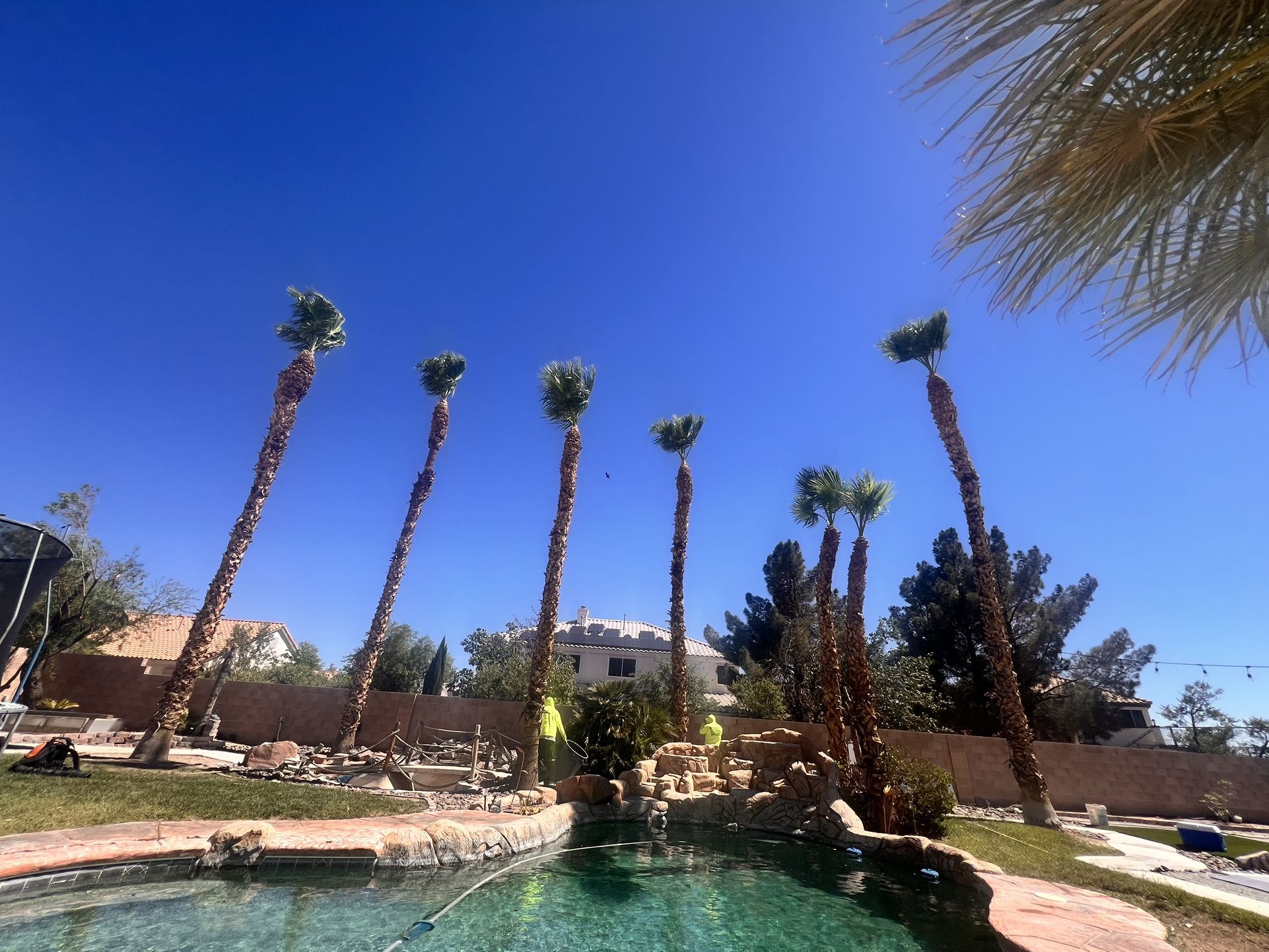Palms Tree