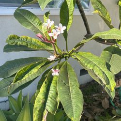 Pulmeria Plants