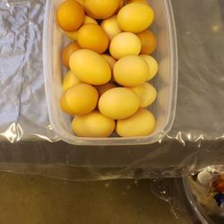 Guajolotes Gallinas Pollos  Y Huevos De Venta